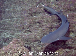 White Tip looking for a resting spot at "El Boiler", Revi... by Allan Vandeford 